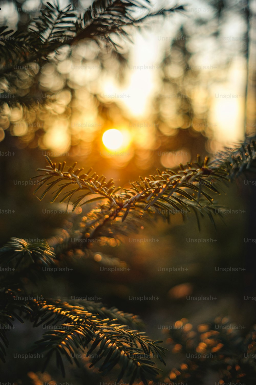 a close up of a pine tree