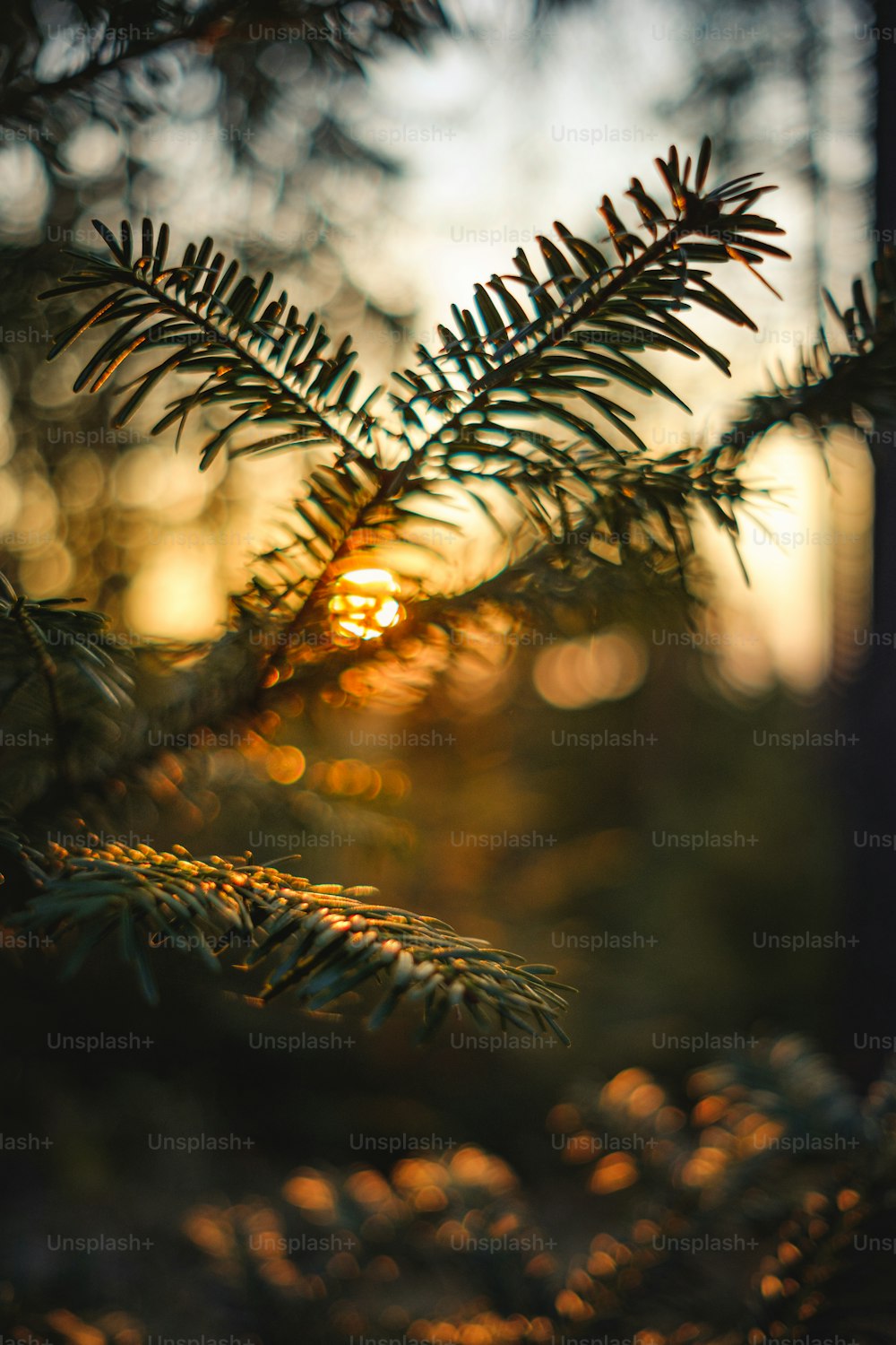 a pine tree with pine needles