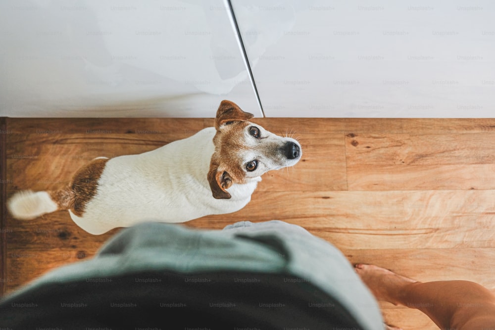 a dog lying on a wood floor