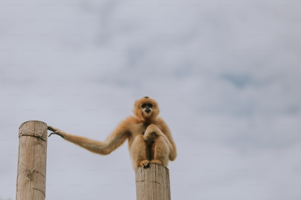 Un mono sentado en un poste