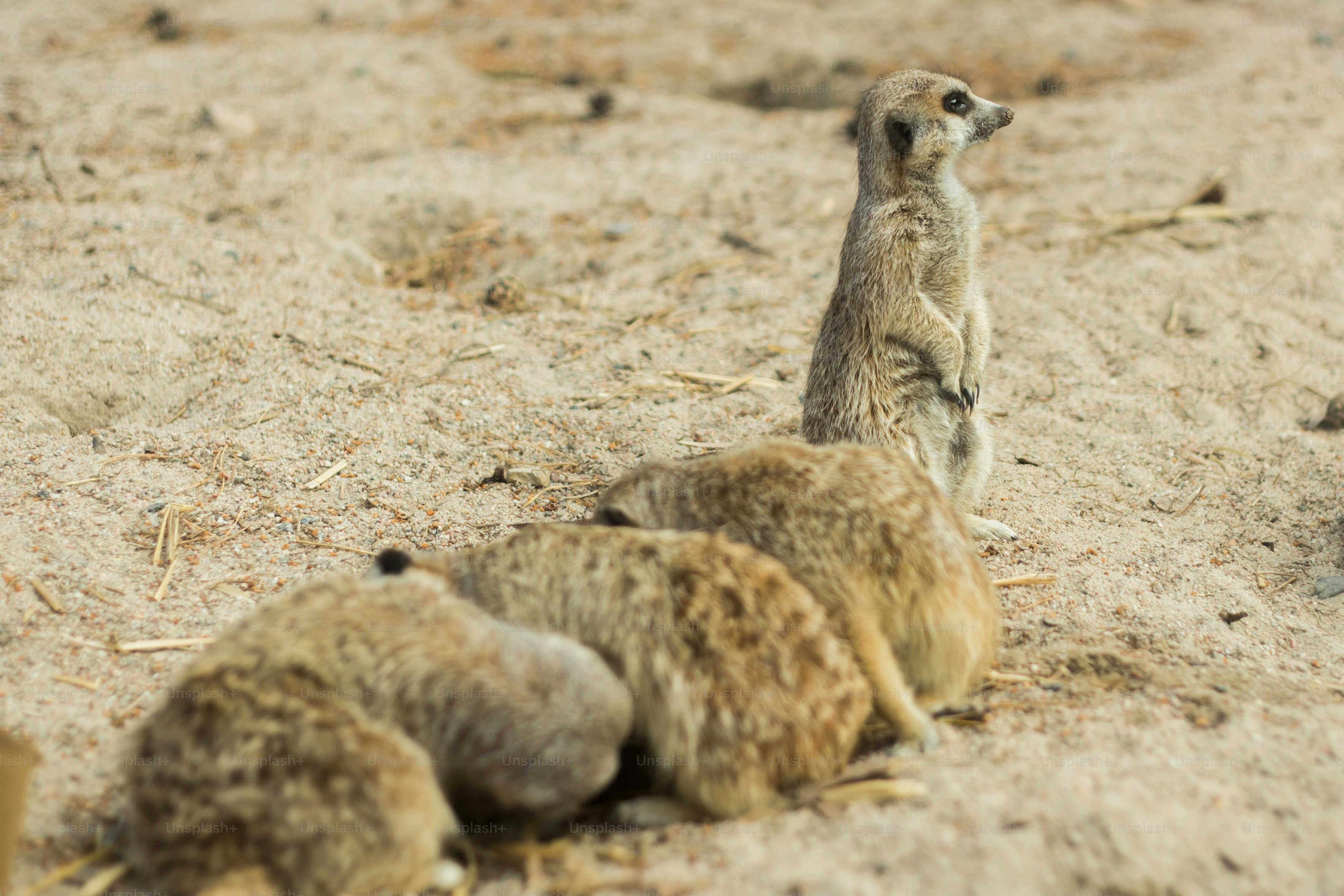 Eine Gruppe von Tieren im Dreck
