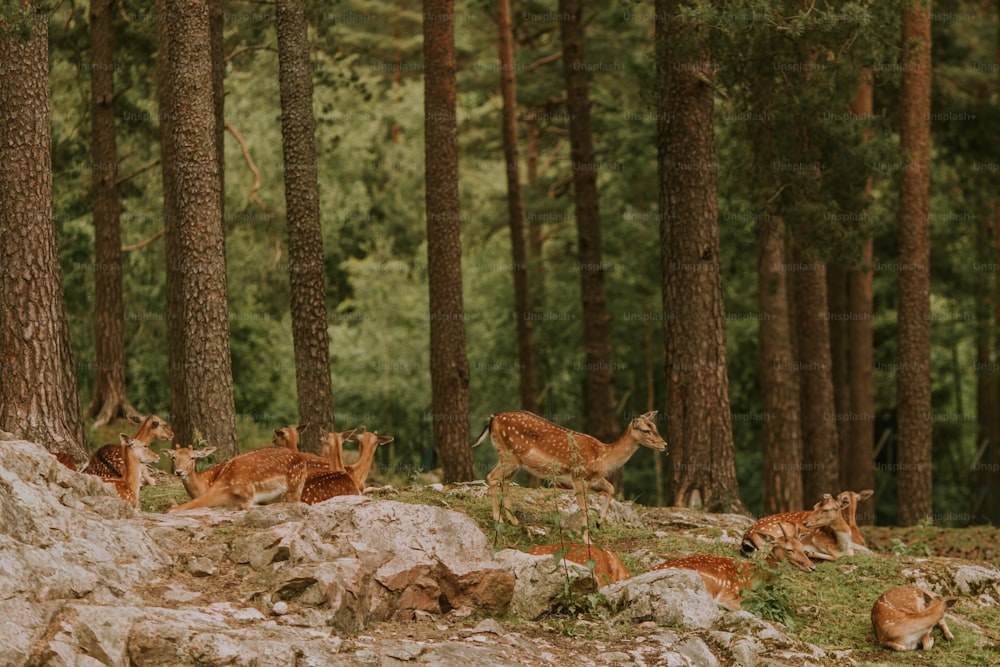 um grupo de veados em uma floresta