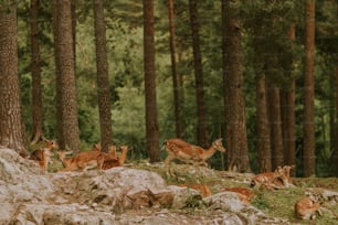 um grupo de veados em uma floresta