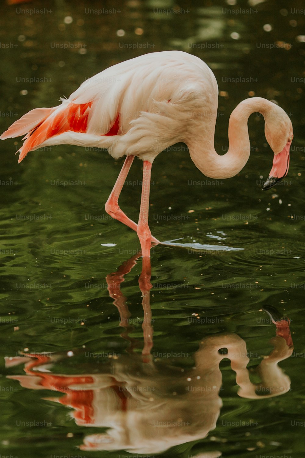 a flamingo and a baby bird in a pond