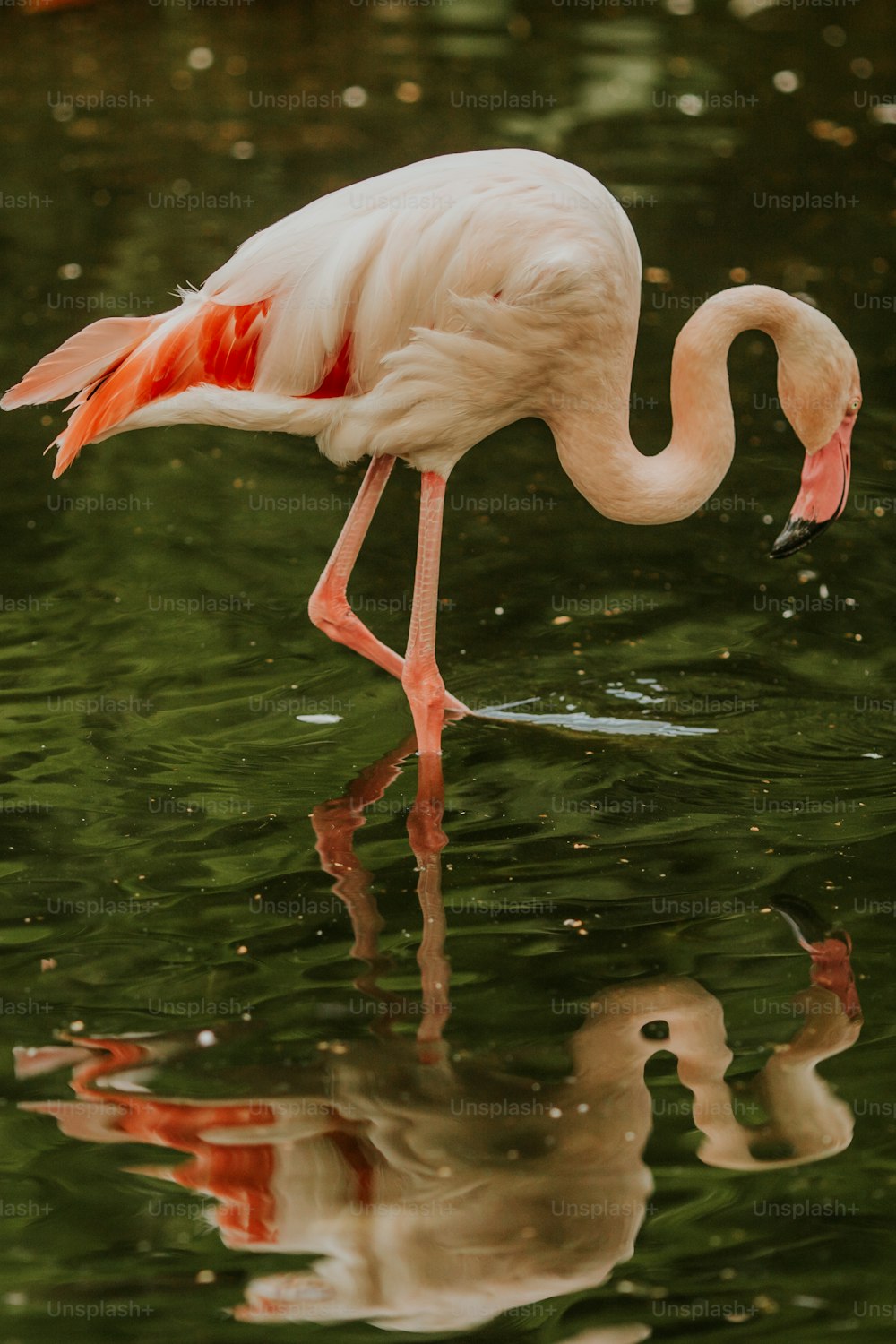 a flamingo and a baby bird in a pond