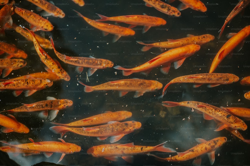 un grand groupe de poissons nageant