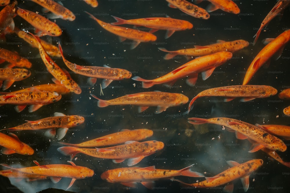 a large group of fish swimming