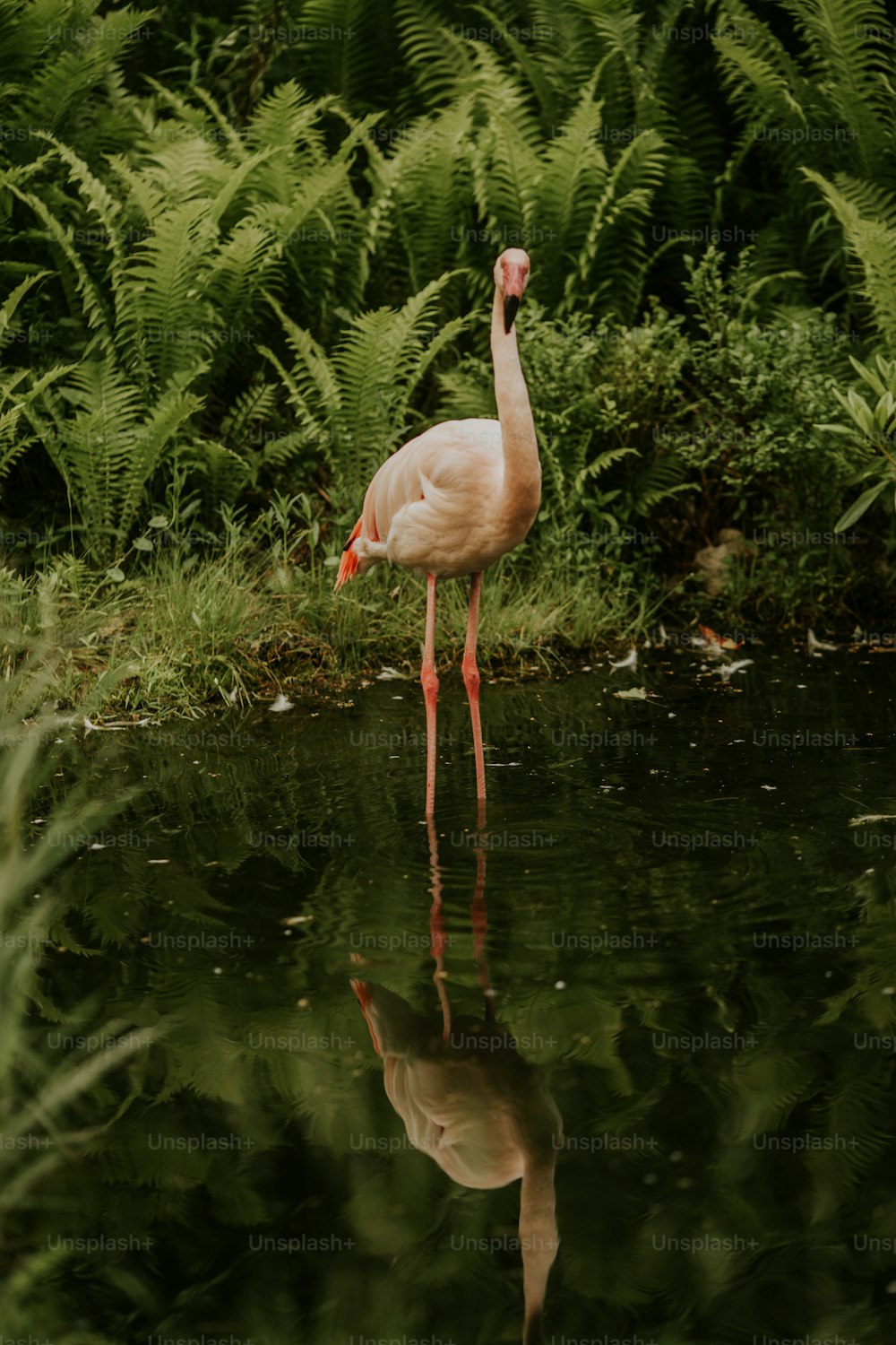 um flamingo em pé na água