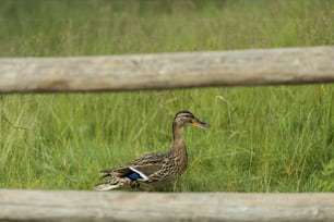 Un par de patos en una zona cubierta de hierba