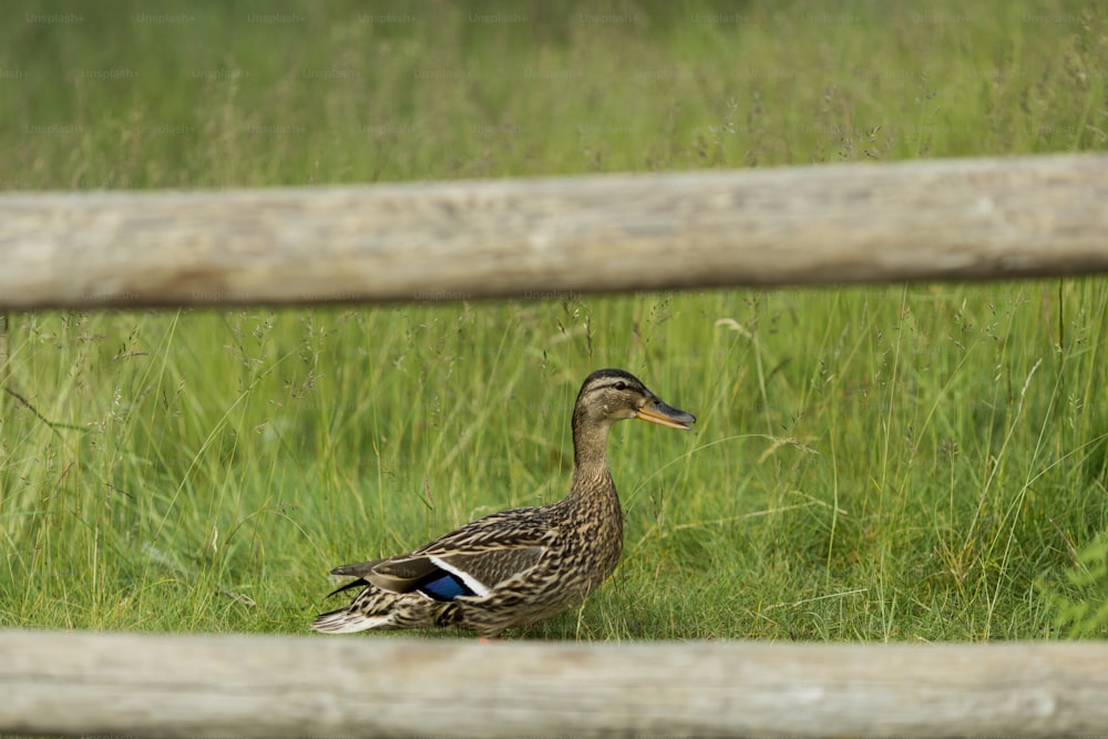 a couple ducks in a grassy area