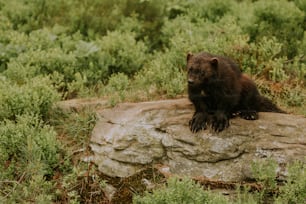 a bear sitting on a rock
