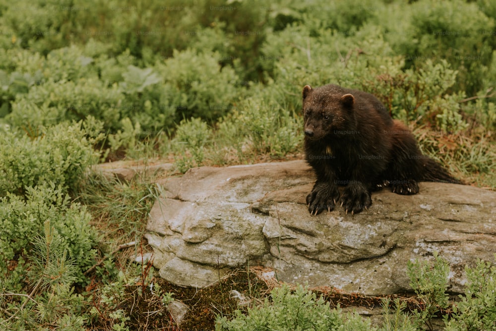 a bear sitting on a rock