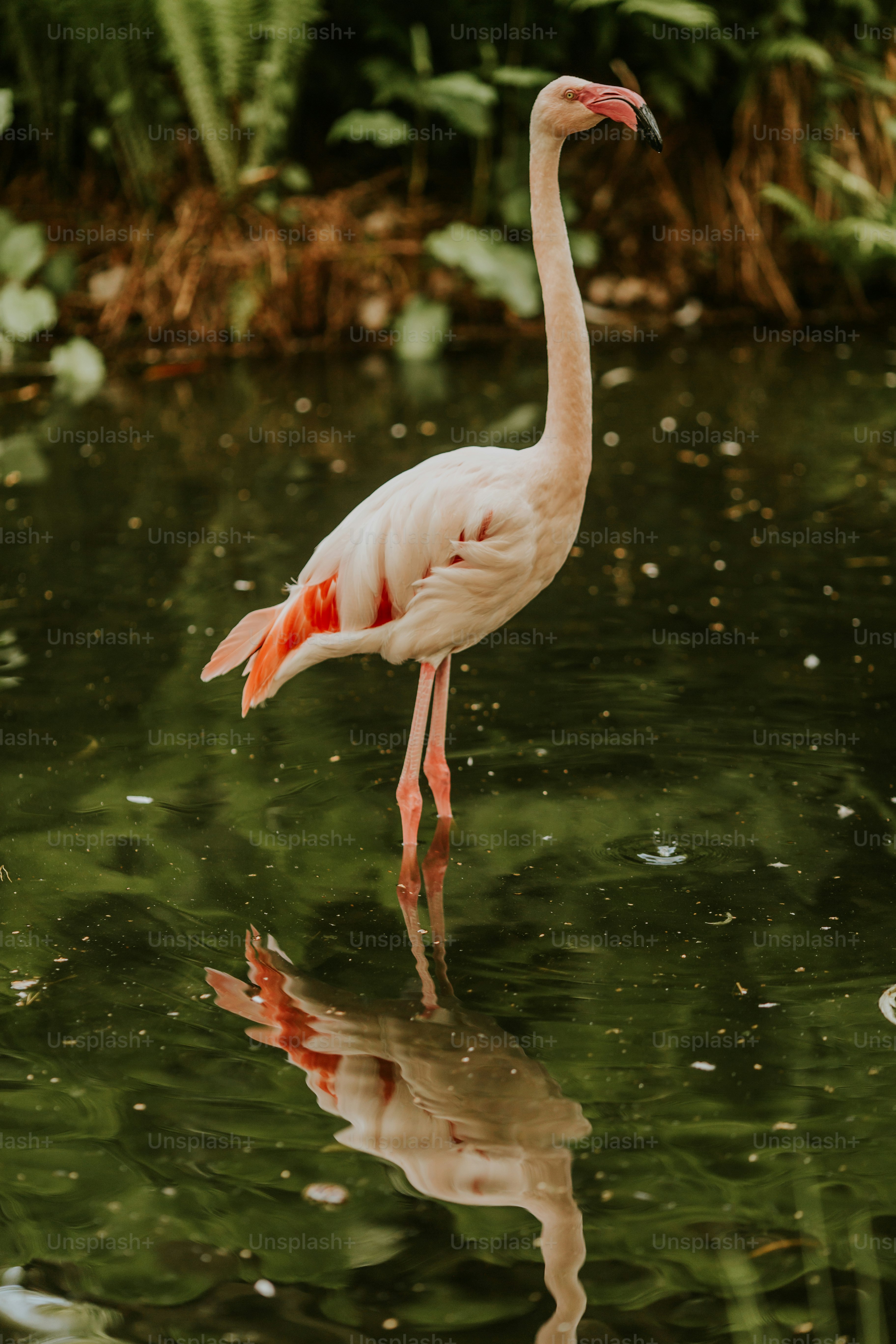 Ein Flamingo im Wasser stehend