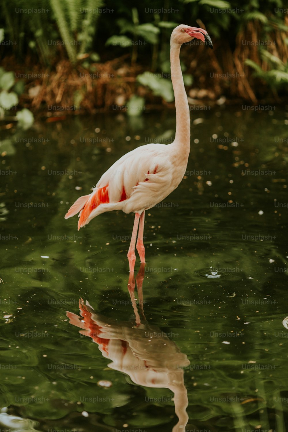 a flamingo standing in water