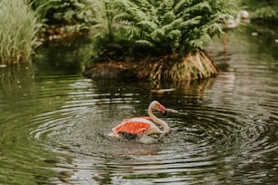 a flamingo in a pond