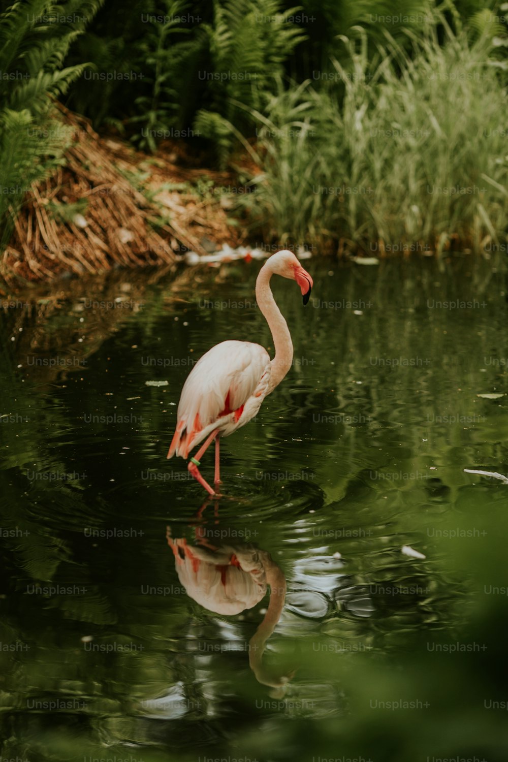 Un flamant rose dans un étang