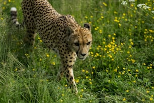 a leopard walking through a field of yellow flowers