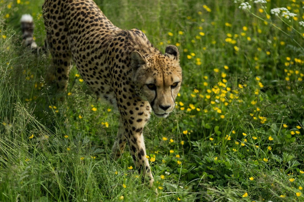 a leopard walking through a field of yellow flowers