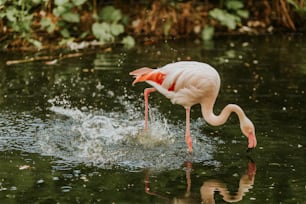 a flamingo drinking water