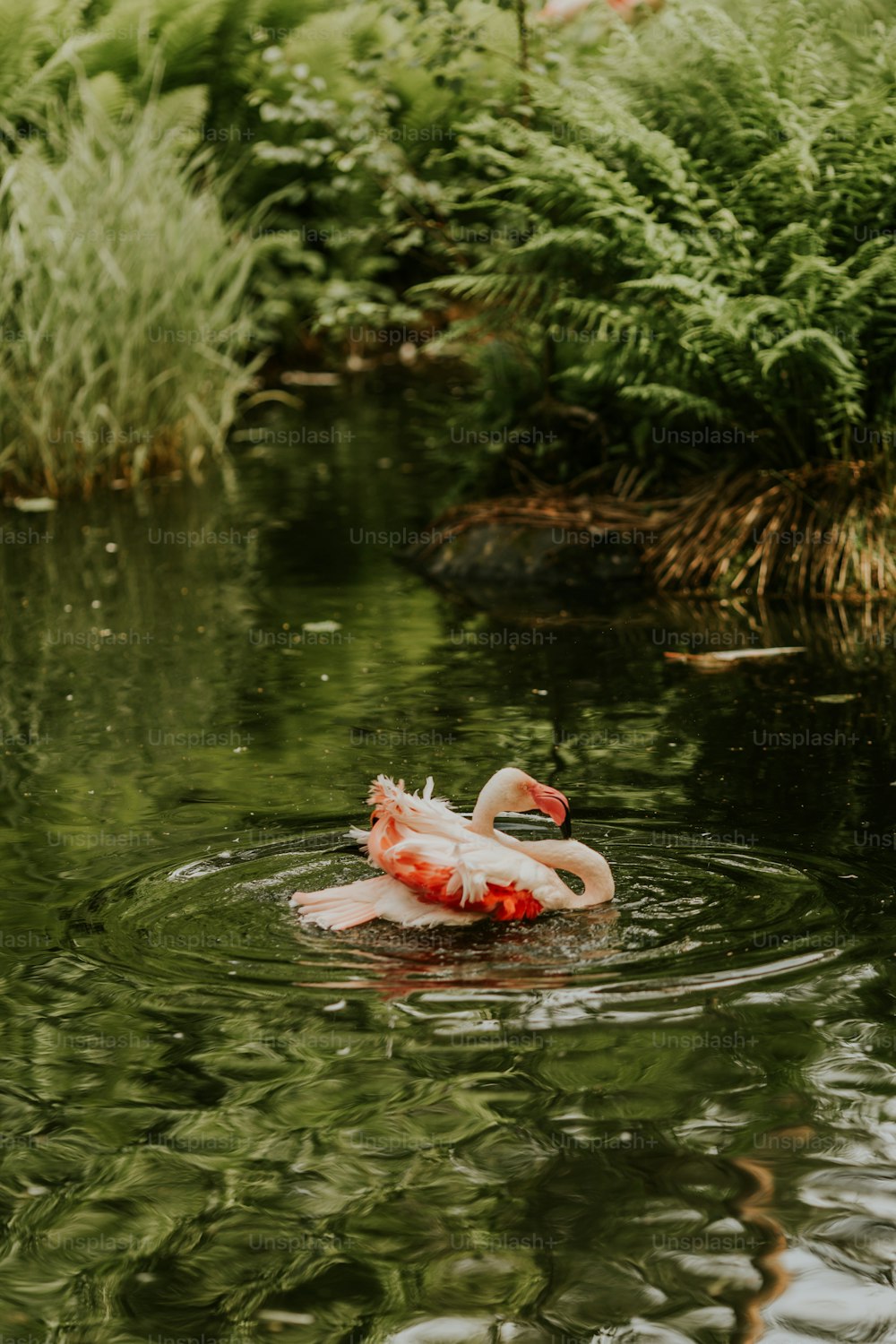 a flamingo swimming in a pond
