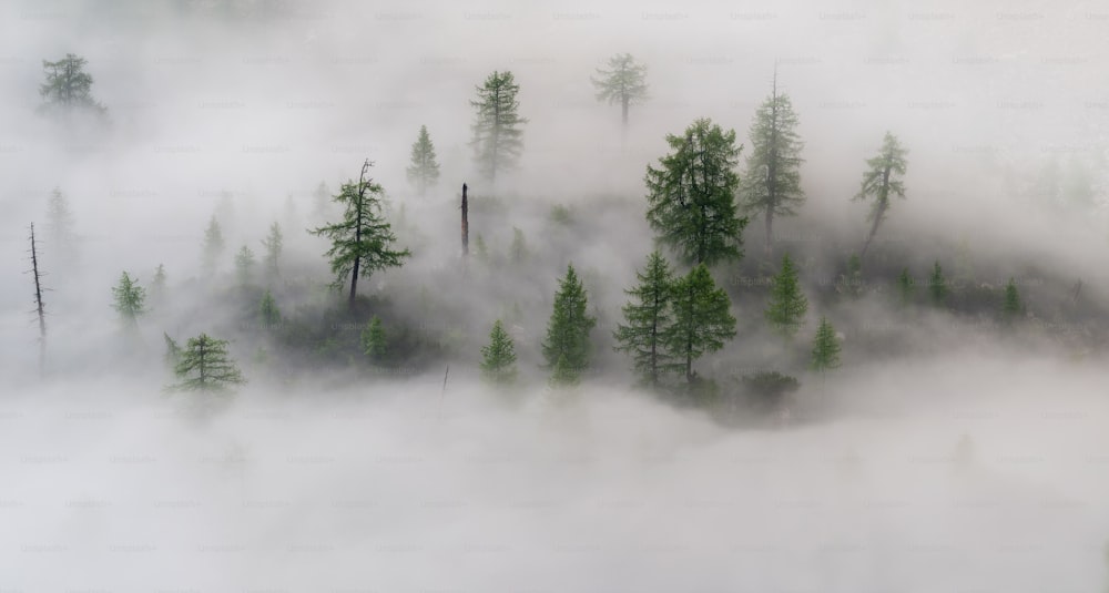 un groupe d’arbres dans une zone brumeuse