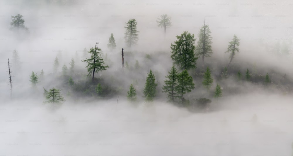 a group of trees in a foggy area