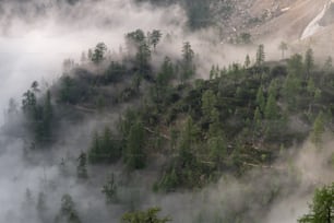 Una foresta di alberi