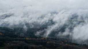 uma floresta com nuvens espessas