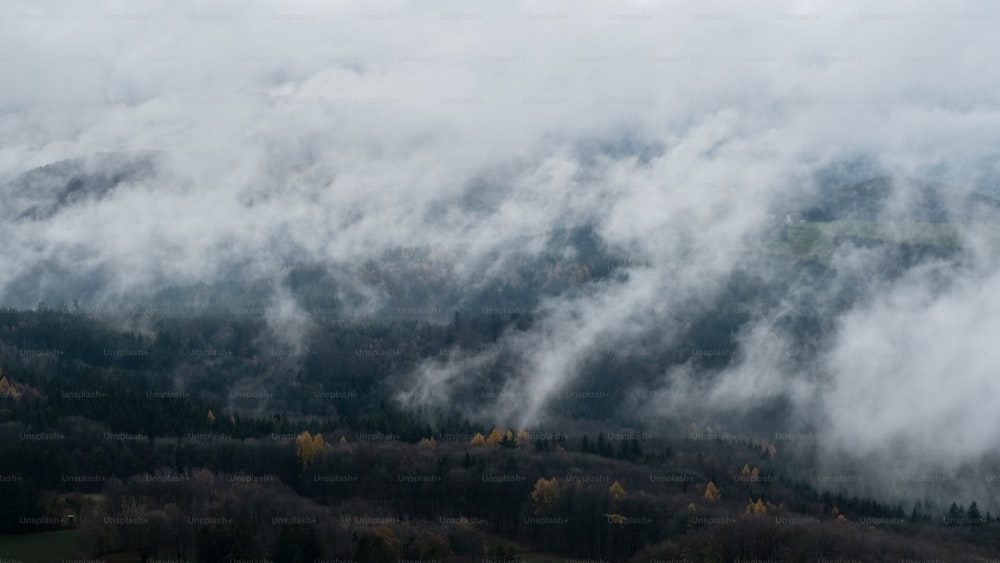 Un bosque con nubes espesas