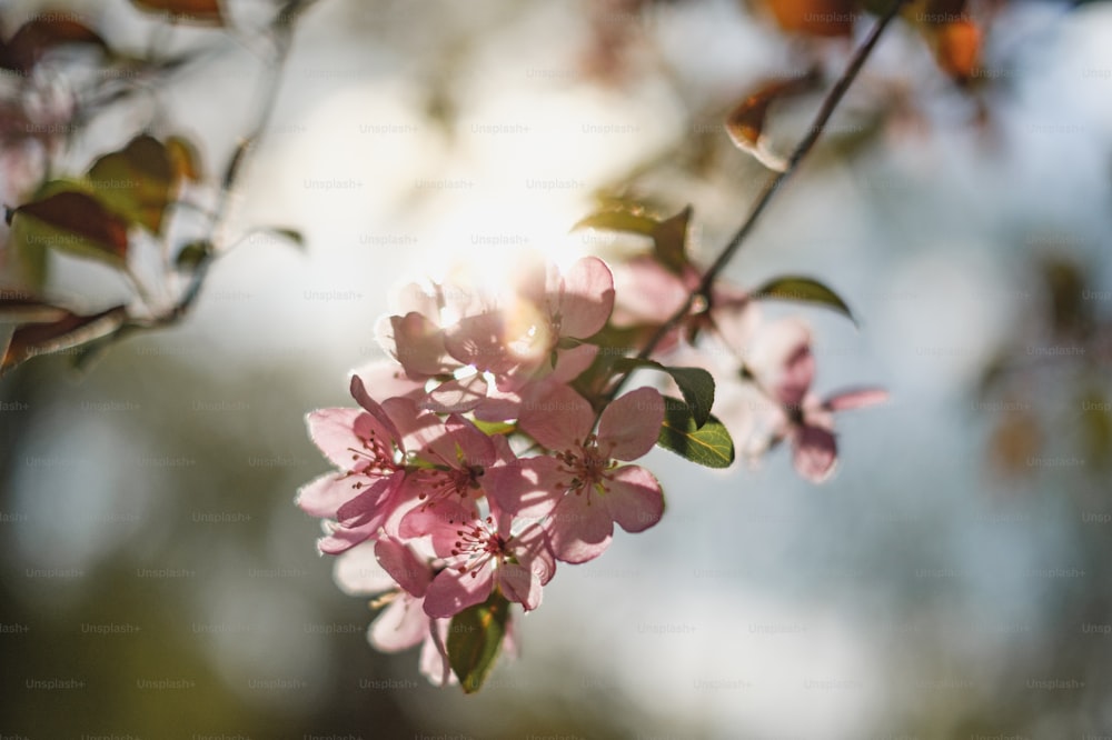 um close up de um galho de árvore com flores cor-de-rosa