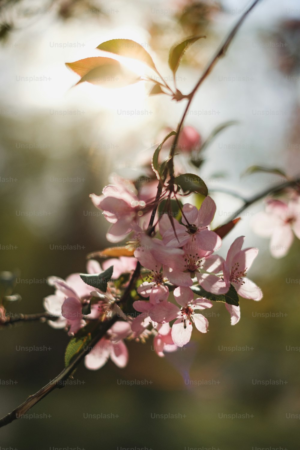 close up of a tree branch with pink flowers