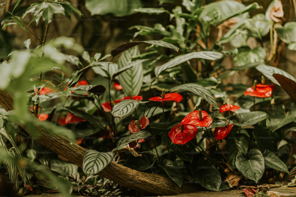 a plant with red flowers