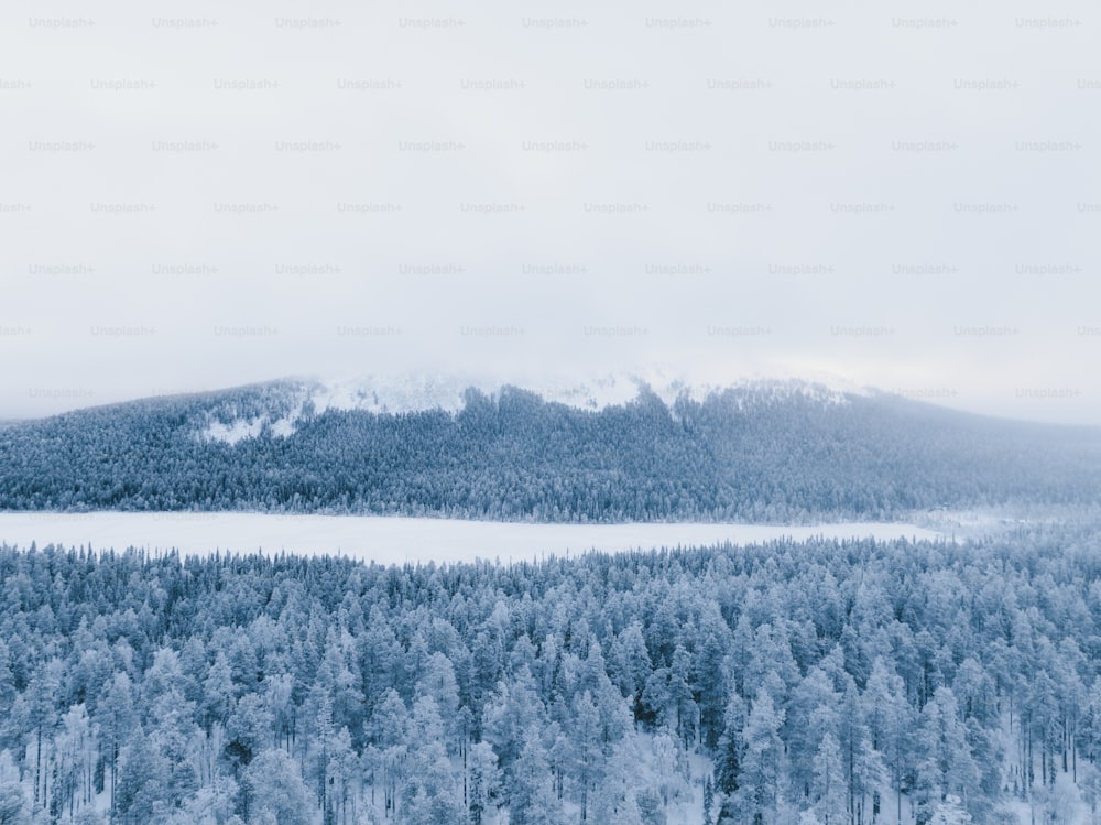 Un paysage enneigé avec des arbres