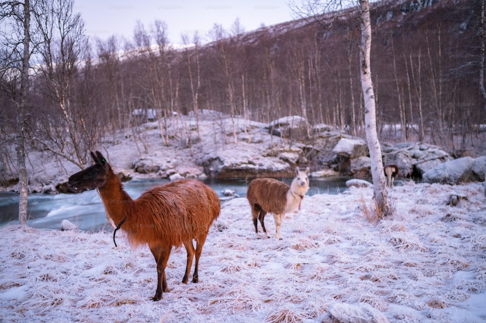 a group of deer in a snowy area