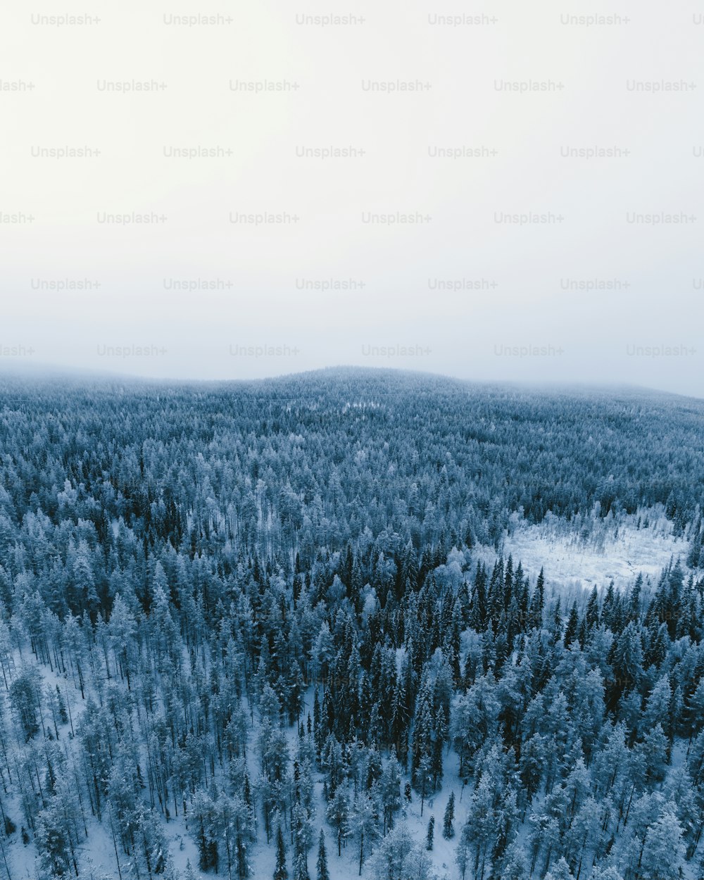 a snowy forest with a mountain in the background