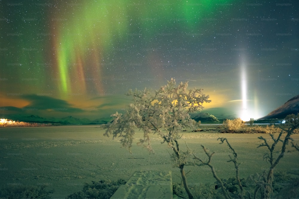 a tree with lights in the sky