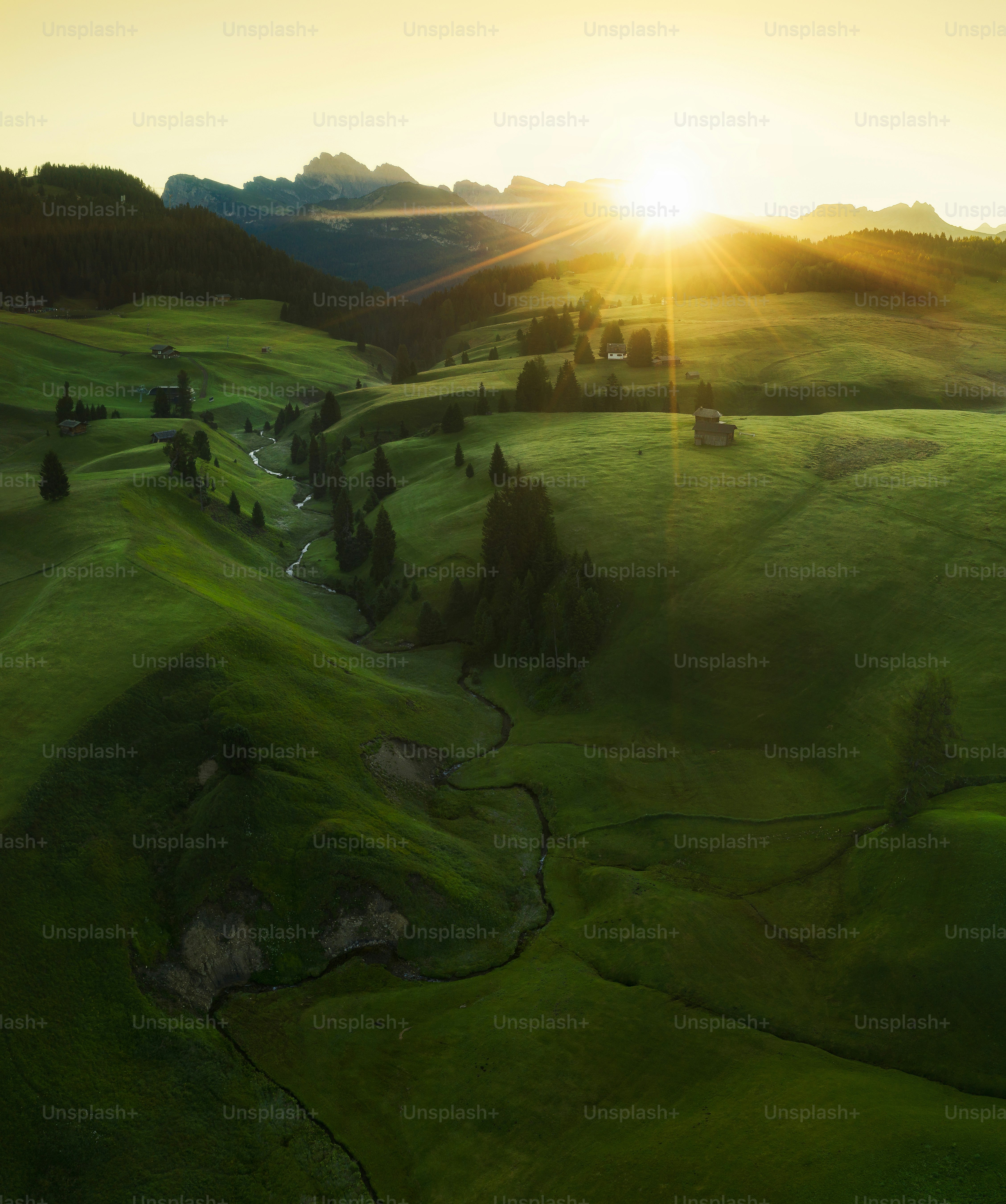 Un paisaje con hierba y árboles