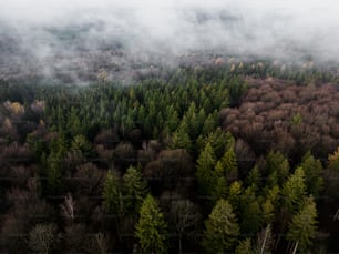 a forest of trees