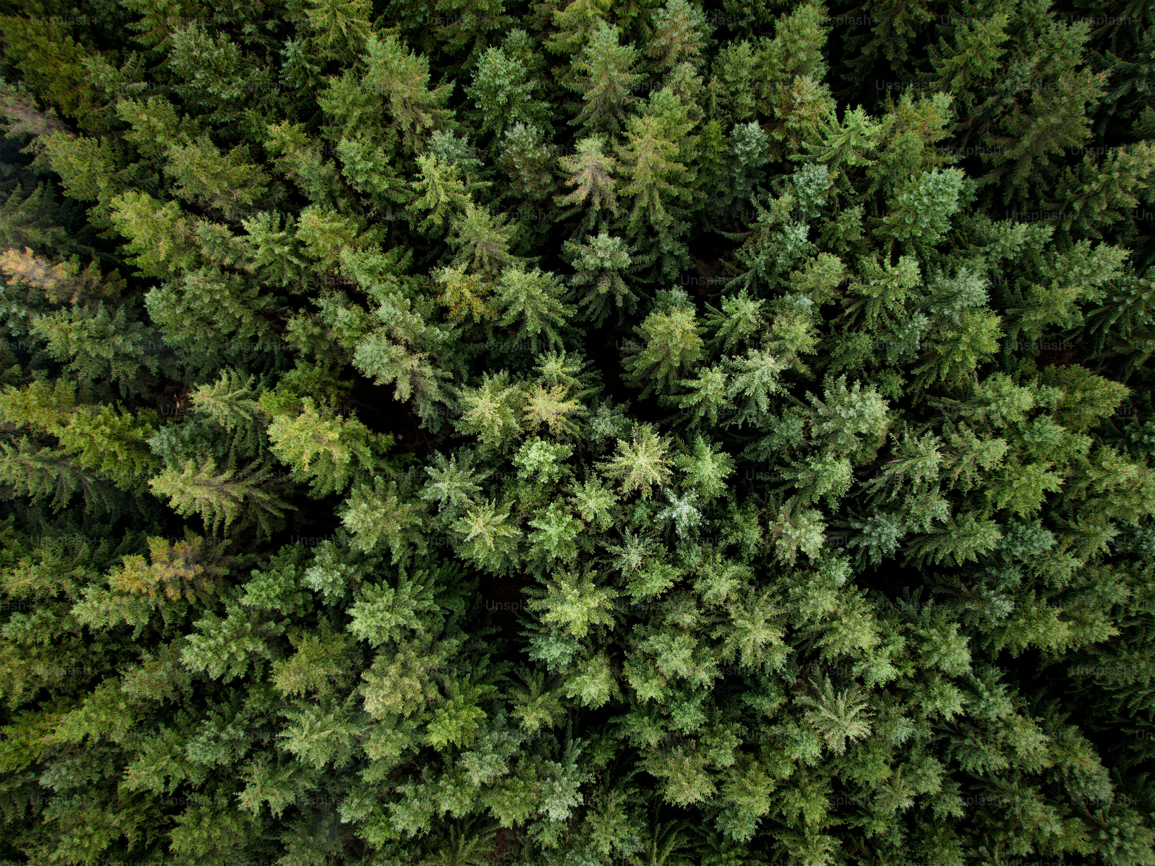 um grande grupo de árvores