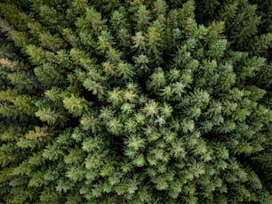 a large group of trees