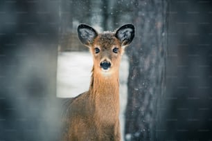 a brown and white animal