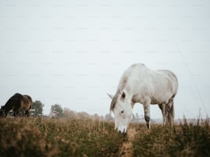 Un par de caballos pastando en un campo