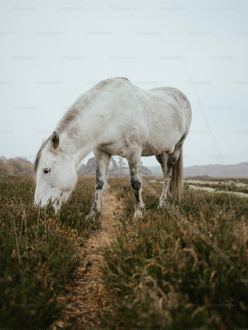 野原で放牧されている馬