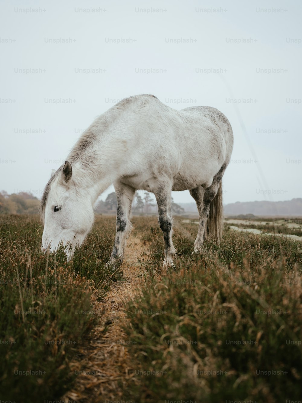 a horse grazing in a field