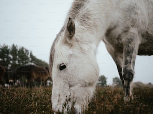 a horse with its head down