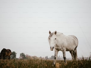 a couple of horses stand in a field