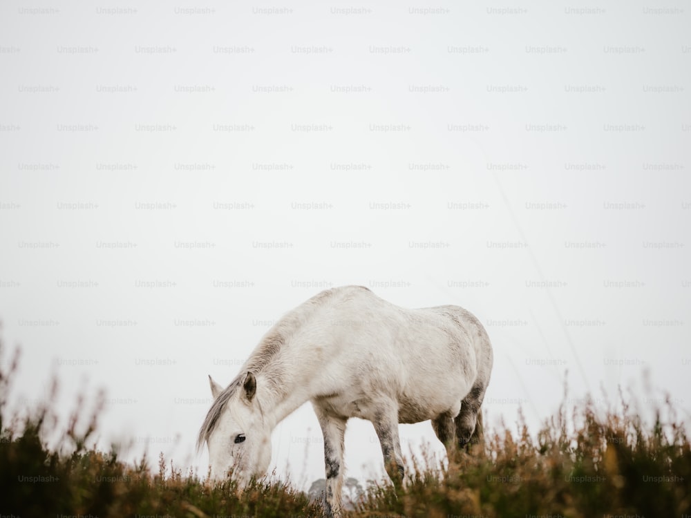 Ein weißes Pferd auf einem Feld
