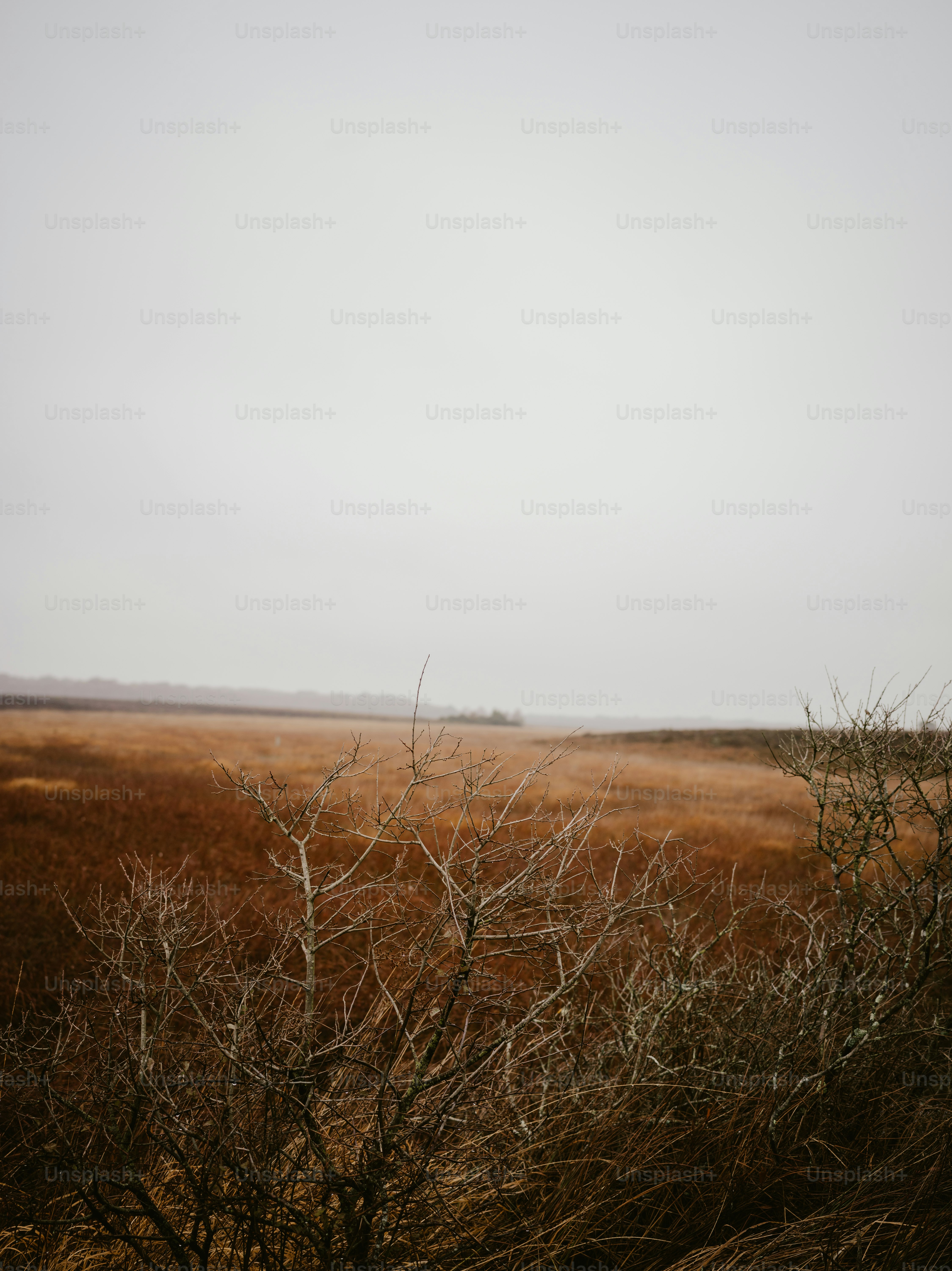 a field of dry grass