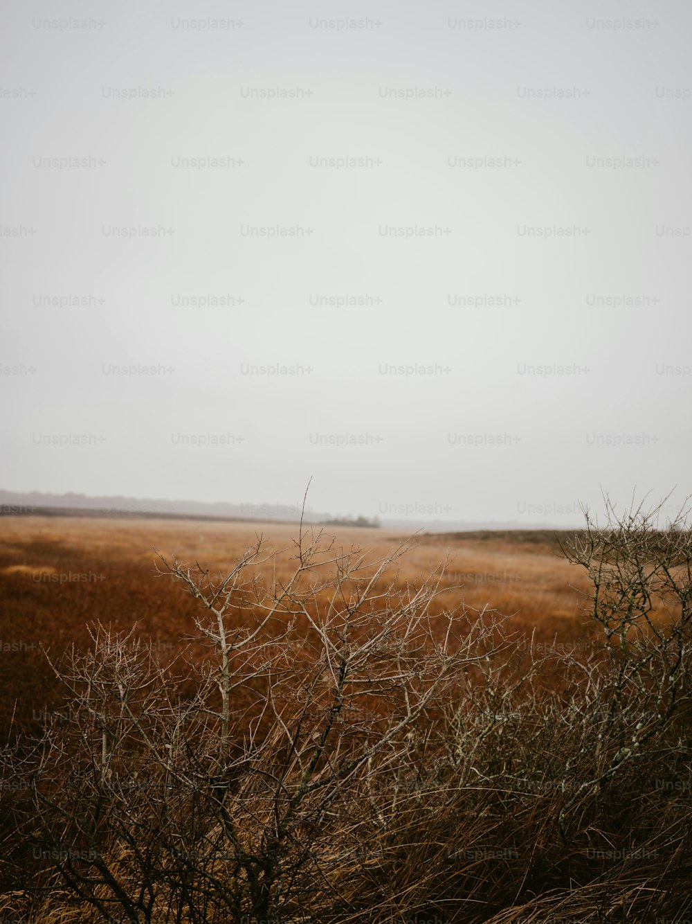 a field of dry grass