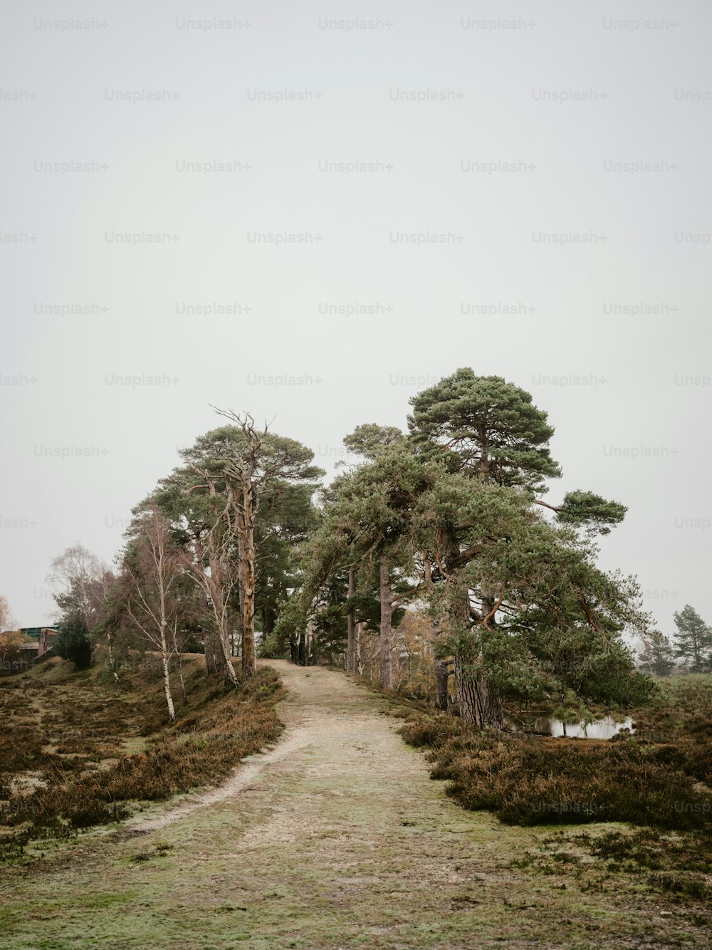 un camino de tierra con árboles a ambos lados